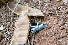 Melipotis fasciolaris