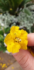 Peltophorum