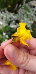 Peltophorum