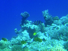 Abudefduf sexfasciatus