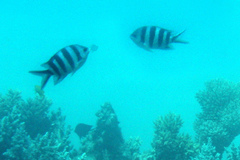 Abudefduf sexfasciatus