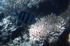 Abudefduf sexfasciatus
