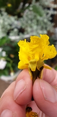 Peltophorum
