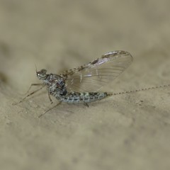 Callibaetis pictus
