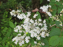 Deutzia gracilis