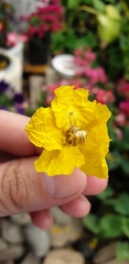 Peltophorum