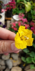 Peltophorum