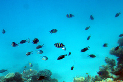 Abudefduf sexfasciatus