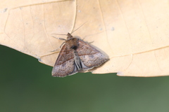 Hypena lollia