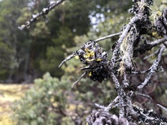 Vulpicida canadensis