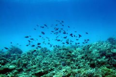 Abudefduf sexfasciatus