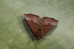 Hypena lollia