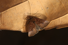 Hypena lollia