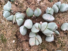 Gibbaeum album