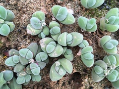 Gibbaeum dispar