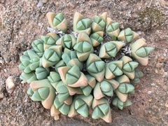 Gibbaeum petrense