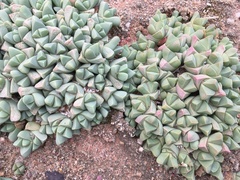 Gibbaeum petrense