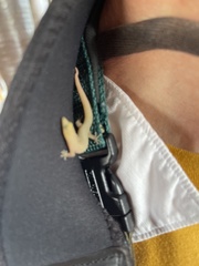 Sphaerodactylus elegans