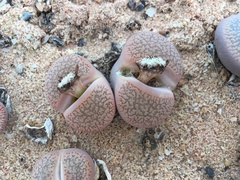 Lithops aucampiae