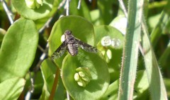 Diochanthrax morulus