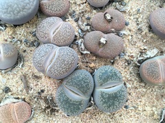 Lithops aucampiae