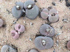 Lithops aucampiae