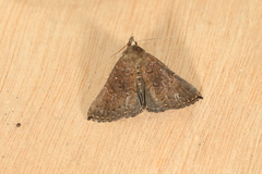 Hypena peruvialis