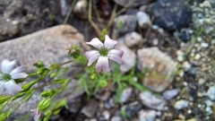 Silene antirrhina