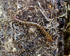 Scolopocryptops spinicaudus