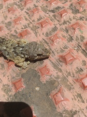 Tarentola mauritanica