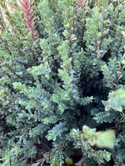 Pimelea serpyllifolia