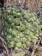 Mammillaria compressa
