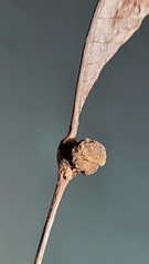 Phylloxera caryaeren