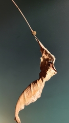 Phylloxera caryaeren
