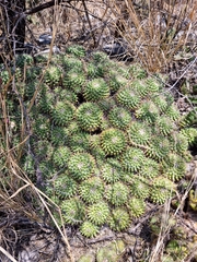 Mammillaria compressa