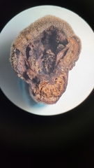 Phylloxera caryaeren