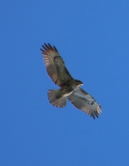 Buteo jamaicensis umbrinus