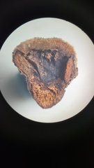 Phylloxera caryaeren