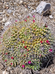 Mammillaria compressa