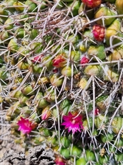 Mammillaria compressa