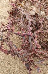 Carpophyllum angustifolium