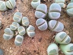 Lithops olivacea