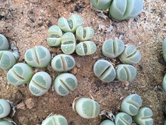Lithops olivacea