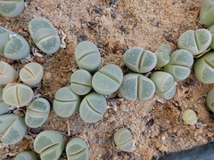 Lithops olivacea