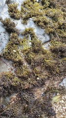 Psilophycus alveatus