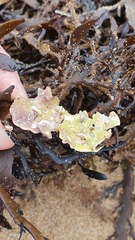 Lithophyllum carpophylli