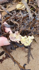 Lithophyllum carpophylli