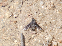 Diochanthrax morulus