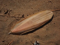 Sepia opipara