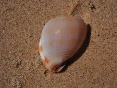 Phalium bandatum